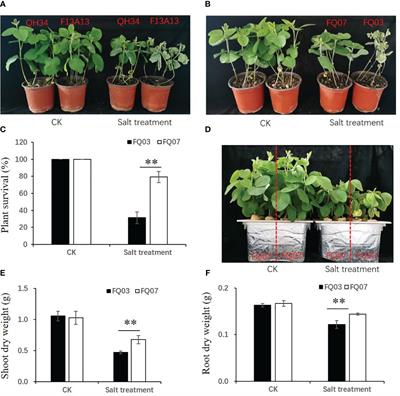 Integrative analysis of metabolome and transcriptome reveals regulatory mechanisms of flavonoid biosynthesis in soybean under salt stress